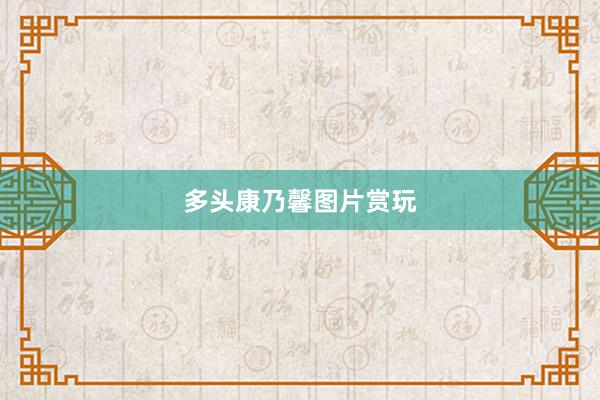 多头康乃馨图片赏玩